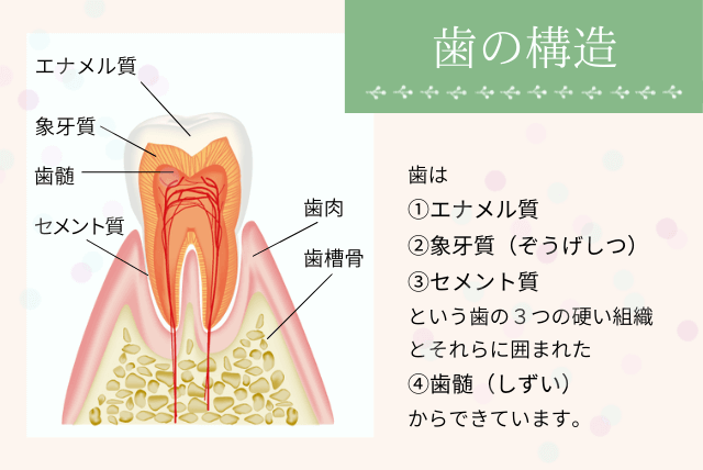 歯の構造