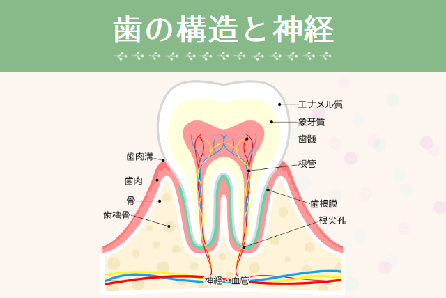 歯の構造と神経