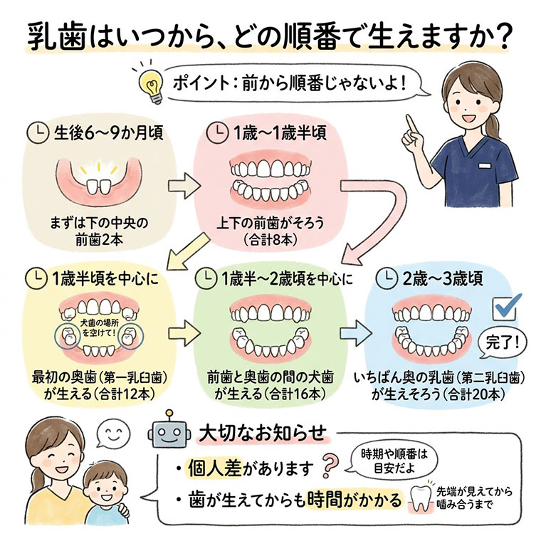 乳歯はいつから、どの順番で生えますか？の図解