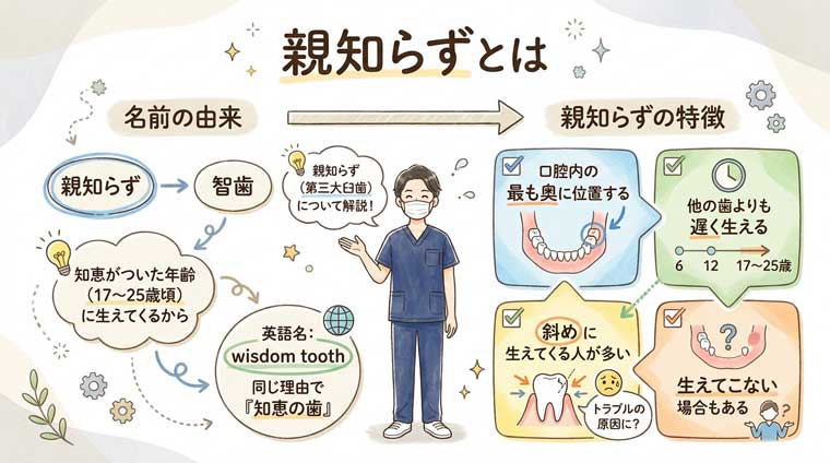 親知らずとはの図解