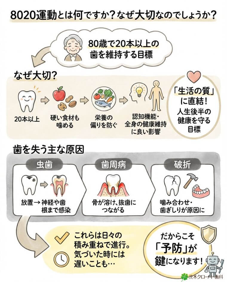 8020運動とは何ですか？なぜ大切なのでしょうか？
